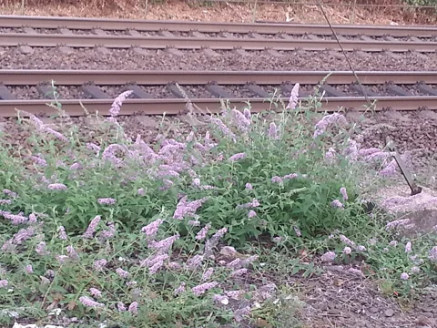 Buddleja davidii growing and flowering beside railway tracks.