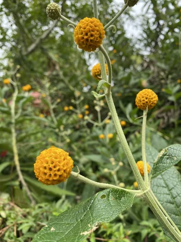Round orange flower clusters and leafy stems of Buddleja globosa.