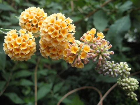 Golden flower clusters of Buddleja × weyeriana 'Sungold'.