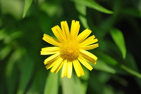 A yellow flower head of Buphthalmum salicifolium.
