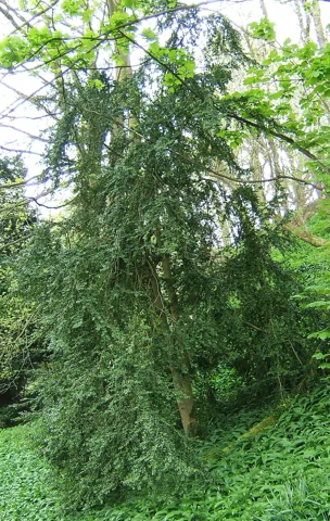 Buxus sempervirens growing with its natural branching form.