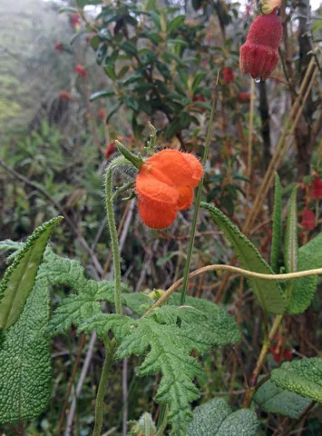 Orange hanging flower and textured leaves of Caiophora contorta.
