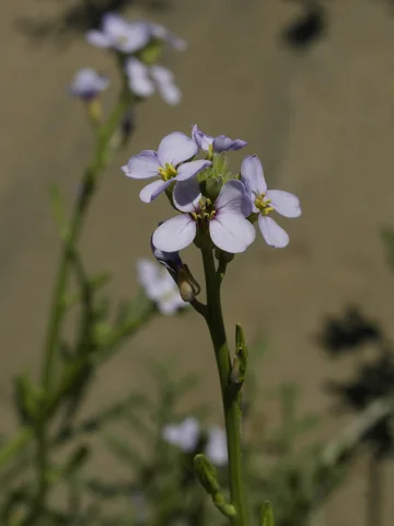 Pale flowers on a stem of Cakile maritima.