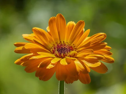 Orange Calendula officinalis flower head with radiating petals and a darker centre.