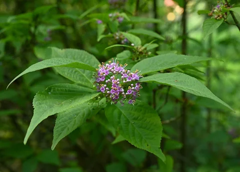 Small purple flowers and textured leaves of Callicarpa bodinieri.