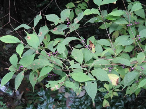 Leafy branches of Callicarpa japonica.