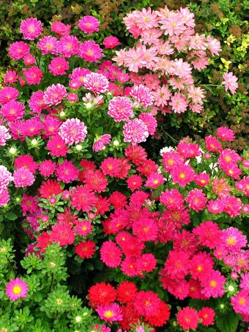 Cultivated Callistephus chinensis flowering in a garden bed.