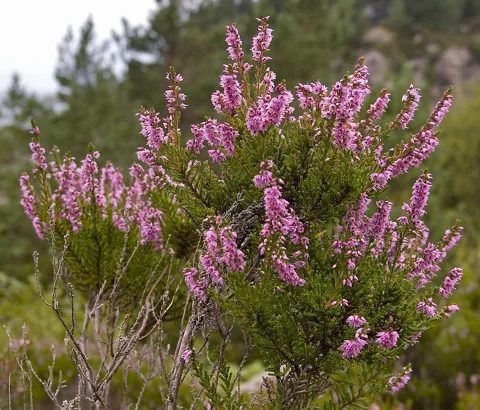 Calluna vulgaris with pink-flowered branching stems.