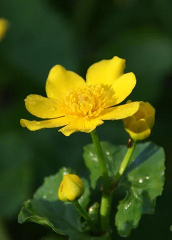 Yellow flower of Caltha palustris ssp. araneosa.