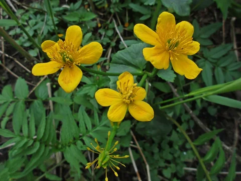 Yellow flowers and leafy growth of Caltha palustris ssp. palustris.