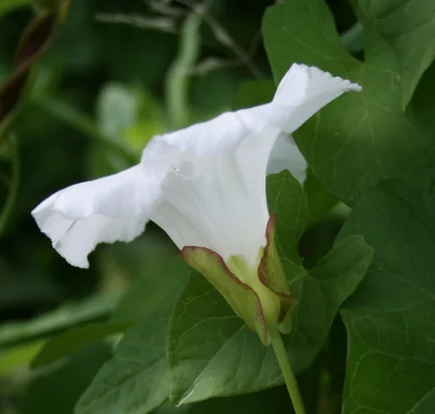 A white flower and foliage of Calystegia sepium.