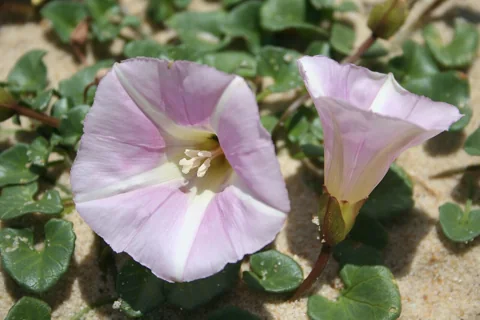 Pink flowers and rounded leaves of Calystegia soldanella growing in sand.