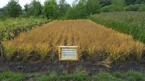 A cultivated stand of Camelina sativa approaching seed maturity.