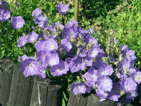 Campanula carpatica with blue flowers on low leafy stems.
