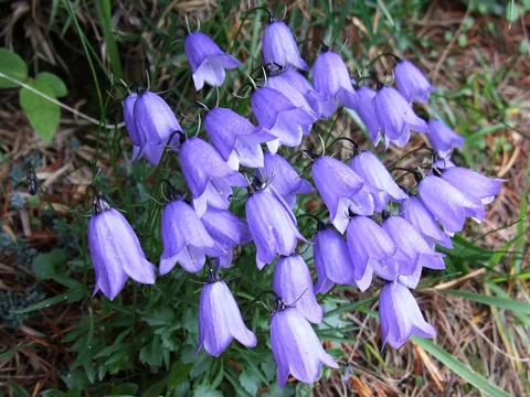 Campanula cochleariifolia in flower.