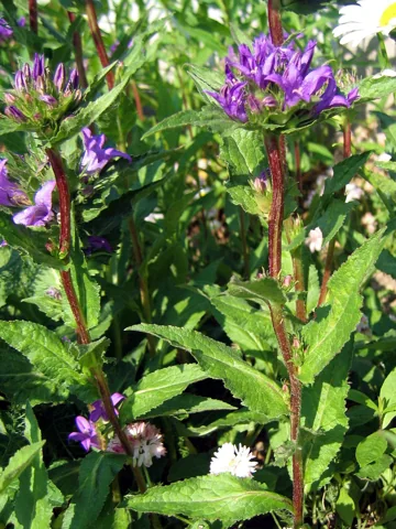 Campanula glomerata in flower.
