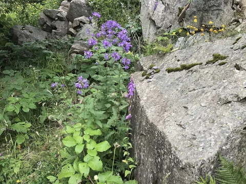 Campanula lactiflora in flower.