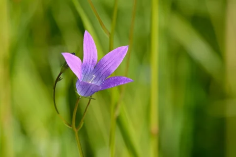 A purple flower of Campanula patula.