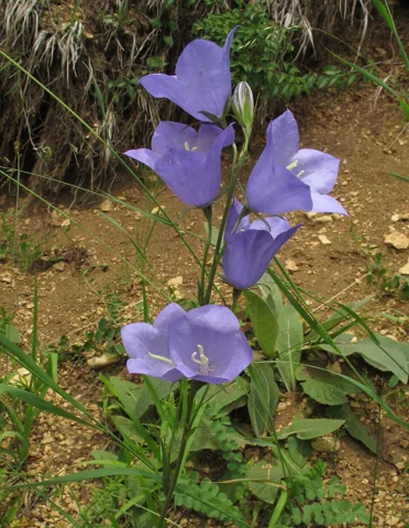 Campanula persicifolia in flower.