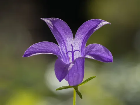 A close view of a Campanula portenschlagiana flower.