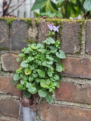 Campanula poscharskyana growing from a wall crevice.