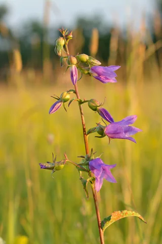 Campanula rapunculoides in flower.