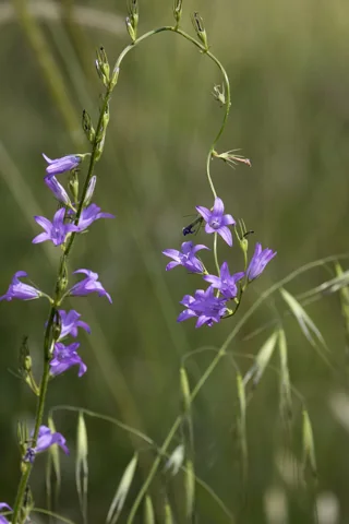 Campanula rapunculus in flower.