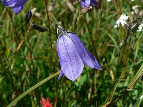 A hanging blue flower of Campanula rotundifolia.