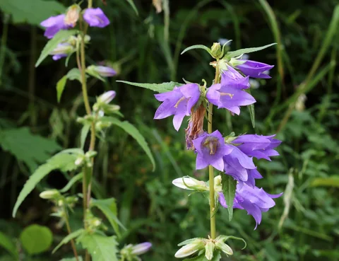 Flowering stems and foliage of Campanula trachelium.