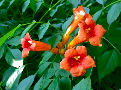 Orange flowers and green foliage of Campsis radicans.