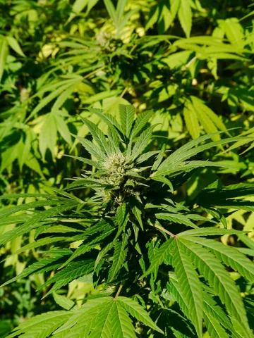 Leafy stems of Cannabis sativa.