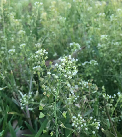 Capsella bursa-pastoris growing in a dense patch with small white flowers.