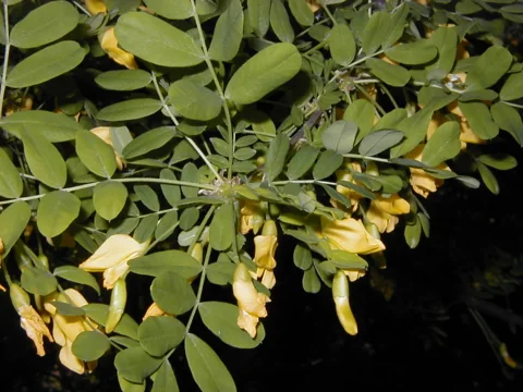 Flowers of Caragana arborescens.