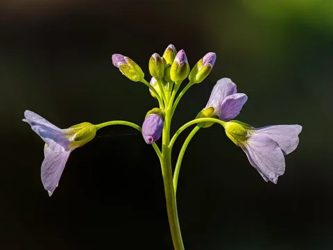 Flowers of Cardamine pratensis.
