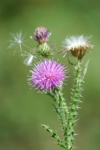 A flowering stem of Carduus acanthoides.
