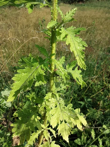 An upright leafy stem of Carduus crispus.