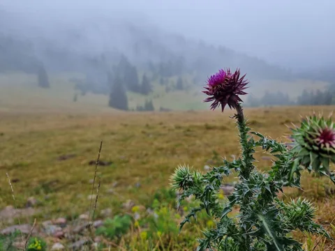 Carduus nutans growing and flowering in mountain grassland.