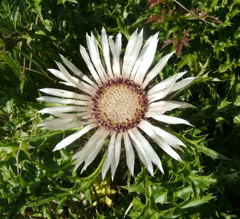 A flower head and spiny basal foliage of Carlina acaulis.