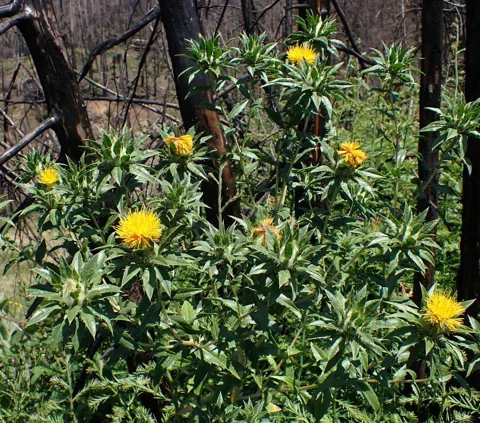 Branched flowering plants of Carthamus tinctorius.