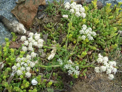 Carum carvi in flower.