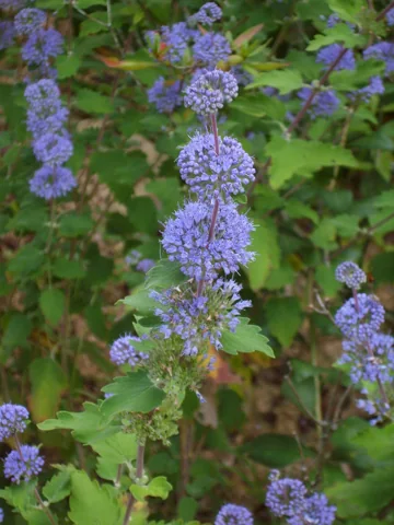 Blue flowers and leafy stems of Caryopteris incana.