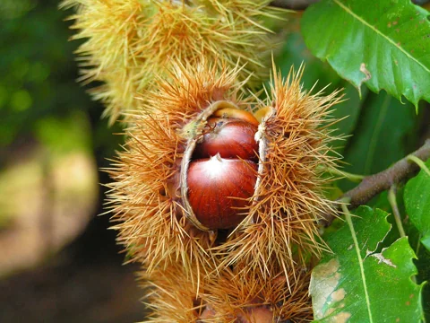 Brown Castanea sativa nut inside an opening spiny burr.