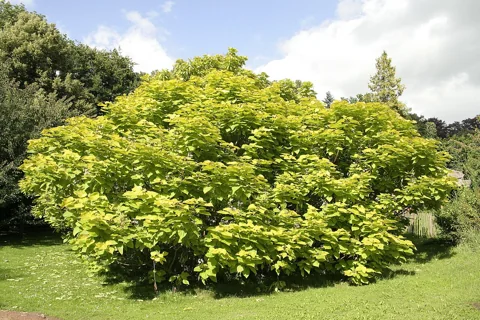 The leafy crown of Catalpa bignonioides 'Aurea'.