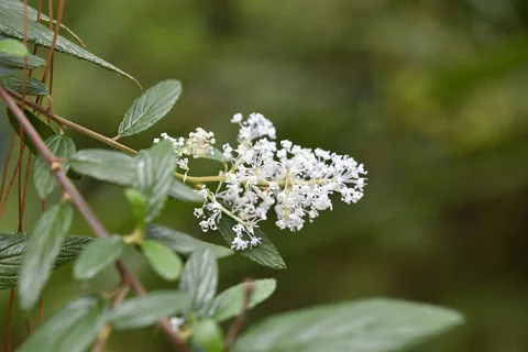 Pale flower cluster and leaves of Ceanothus caeruleus.