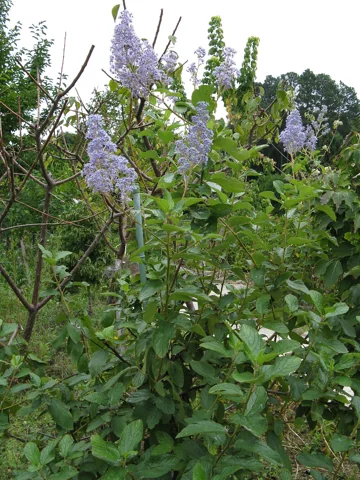 Flowering shrub of Ceanothus x pallidus 'Marie Simon'.