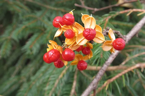 Opening orange capsules and red arils of Celastrus orbiculatus.