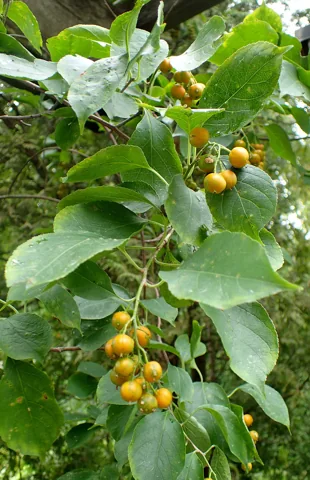 Leafy branches of Celastrus scandens bearing fruit.