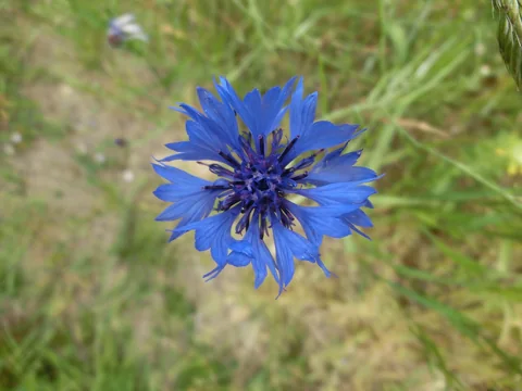 A blue flower head of Centaurea cyanus.