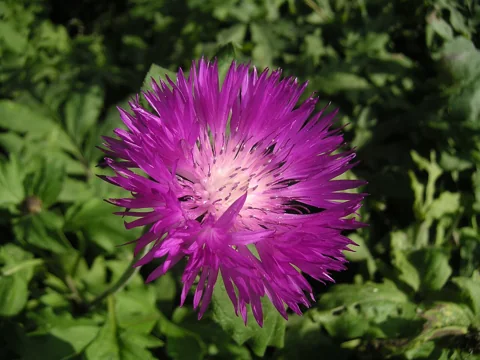 A pink flower head of Centaurea dealbata.