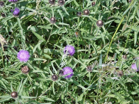 Flower heads and branching leafy stems of Centaurea jacea.